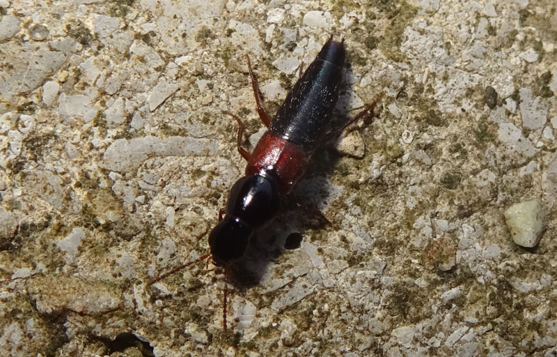 Quedius sp. - Staphylinidae